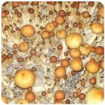 Псилоцибиновые (галлюциногенные) грибы в Дивногорске Psilocybin "Golden Teacher" Псилоцибиновые (галлюциногенные) грибы в Дивногорске Psilocybin "Golden Teacher"