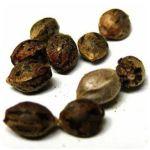 Семена марихуаны АК-47 (Seeds AK-47) в Дивногорске Семена марихуаны АК-47 (Seeds AK-47) в Дивногорске